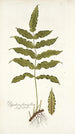 Polypodium fraxinifolium - Nikolaus Joseph Freiherr von Jacquin — vista dell’opera
