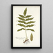 Polypodium fraxinifolium - Nikolaus Joseph Freiherr von Jacquin — quadro incorniciato alla parete