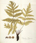 Polypodium hippocrepis - Nikolaus Joseph Freiherr von Jacquin — vista dell’opera