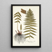 Polypodium molle - Nikolaus Joseph Freiherr von Jacquin — quadro incorniciato alla parete