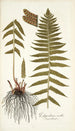 Polypodium molle - Nikolaus Joseph Freiherr von Jacquin — vista dell’opera