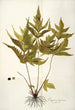 Polypodium trifoliatum - Nikolaus Joseph Freiherr von Jacquin — vista dell’opera