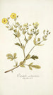 Potentilla astracanica - Nikolaus Joseph Freiherr von Jacquin — vista dell’opera