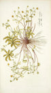 Potentilla opaca - Nikolaus Joseph Freiherr von Jacquin — vista dell’opera