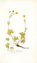 Potentilla salisburgensis - Nikolaus Joseph Freiherr von Jacquin — vista dell’opera