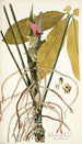 Pothos palmata - Nikolaus Joseph Freiherr von Jacquin — vista dell’opera