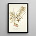 Prunus chamaecerasus - Nikolaus Joseph Freiherr von Jacquin — quadro incorniciato alla parete