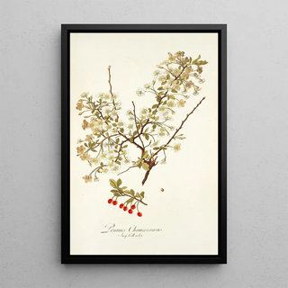 Nikolaus Joseph Freiherr von Jacquin - Prunus chamaecerasu.webp