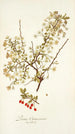 Prunus chamaecerasus - Nikolaus Joseph Freiherr von Jacquin — vista dell’opera