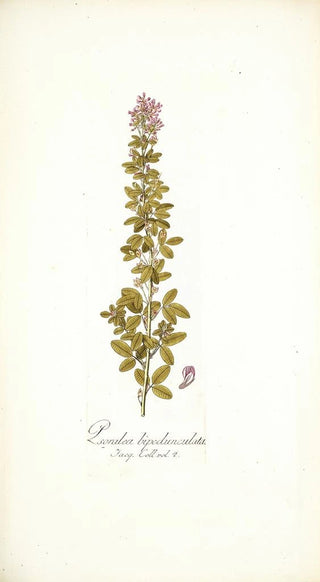 Nikolaus Joseph Freiherr von Jacquin - Psoralea bipedunculata.webp