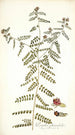 Psoralea phymatodes - Nikolaus Joseph Freiherr von Jacquin — vista dell’opera
