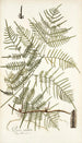 Pteris caudata - Nikolaus Joseph Freiherr von Jacquin — vista dell’opera