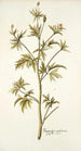 Ranunculus canadensis - Nikolaus Joseph Freiherr von Jacquin — vista dell’opera