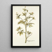 Ranunculus canadensis - Nikolaus Joseph Freiherr von Jacquin — quadro incorniciato alla parete