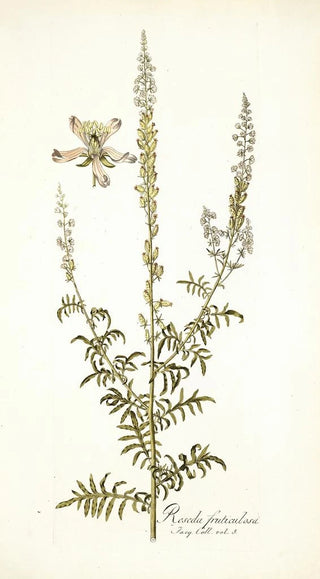 Nikolaus Joseph Freiherr von Jacquin - Reseda fruticolosa.webp