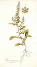 Reseda mediterranea - Nikolaus Joseph Freiherr von Jacquin — vista dell’opera