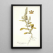 Reseda mediterranea - Nikolaus Joseph Freiherr von Jacquin — quadro incorniciato alla parete