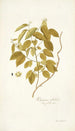 Rhamnus volubilis - Nikolaus Joseph Freiherr von Jacquin — vista dell’opera