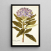 Rhododendron ponticum - Nikolaus Joseph Freiherr von Jacquin — quadro incorniciato alla parete