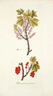 Ribes petraeum - Nikolaus Joseph Freiherr von Jacquin — vista dell’opera