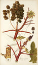 Ricinus inermis - Nikolaus Joseph Freiherr von Jacquin — vista dell’opera