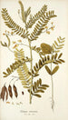 Robinia vesicaria - Nikolaus Joseph Freiherr von Jacquin — vista dell’opera