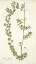 Rubia fruticosa - Nikolaus Joseph Freiherr von Jacquin — vista dell’opera