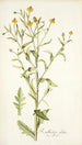 Rudbeckia alata - Nikolaus Joseph Freiherr von Jacquin — vista dell’opera