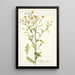 Rudbeckia alata - Nikolaus Joseph Freiherr von Jacquin — quadro incorniciato alla parete