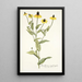 Rudbeckia amplexifolia - Nikolaus Joseph Freiherr von Jacquin — quadro incorniciato alla parete
