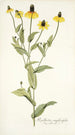 Rudbeckia amplexifolia - Nikolaus Joseph Freiherr von Jacquin — vista dell’opera