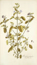 Ruellia patula - Nikolaus Joseph Freiherr von Jacquin — vista dell’opera