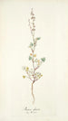 Rumex glaucus - Nikolaus Joseph Freiherr von Jacquin — vista dell’opera