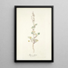 Rumex glaucus - Nikolaus Joseph Freiherr von Jacquin — quadro incorniciato alla parete