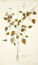 Salvia serotina - Nikolaus Joseph Freiherr von Jacquin — vista dell’opera
