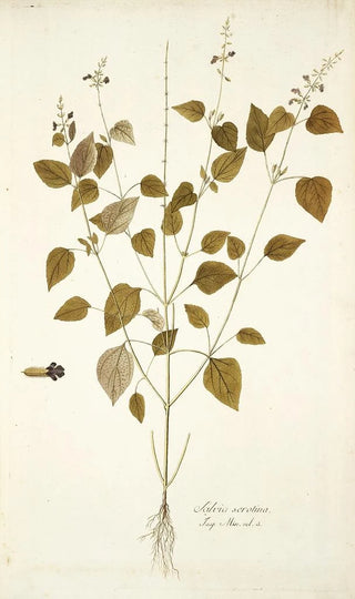 Nikolaus Joseph Freiherr von Jacquin - Salvia Serotina.webp