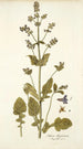 Salvia abyssinica - Nikolaus Joseph Freiherr von Jacquin — vista dell’opera