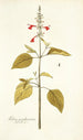 Salvia pseudococcinea - Nikolaus Joseph Freiherr von Jacquin — vista dell’opera