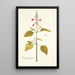 Salvia pseudococcinea - Nikolaus Joseph Freiherr von Jacquin — quadro incorniciato alla parete
