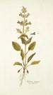 Salvia spinosa - Nikolaus Joseph Freiherr von Jacquin — vista dell’opera