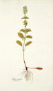 Salvia viridis - Nikolaus Joseph Freiherr von Jacquin — vista dell’opera