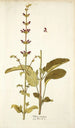 Salvia viscosa - Nikolaus Joseph Freiherr von Jacquin — vista dell’opera