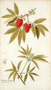 Sambucus racemosa - Nikolaus Joseph Freiherr von Jacquin — vista dell’opera