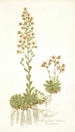 Saxifraga mutata - Nikolaus Joseph Freiherr von Jacquin — vista dell’opera