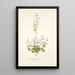 Saxifraga petaea - Nikolaus Joseph Freiherr von Jacquin — quadro incorniciato alla parete
