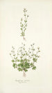 Saxifraga petaea - Nikolaus Joseph Freiherr von Jacquin — vista dell’opera
