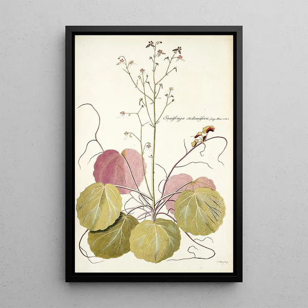 Saxifraga stolonifera - Nikolaus Joseph Freiherr von Jacquin — quadro incorniciato alla parete