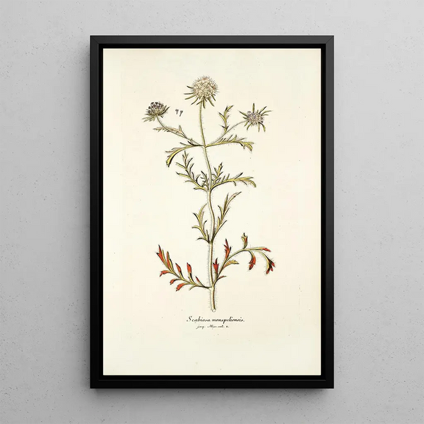 Scabiosa monspeliensis - Nikolaus Joseph Freiherr von Jacquin — quadro incorniciato alla parete