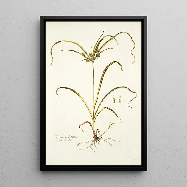 Schoenus umbellatus - Nikolaus Joseph Freiherr von Jacquin — quadro incorniciato alla parete