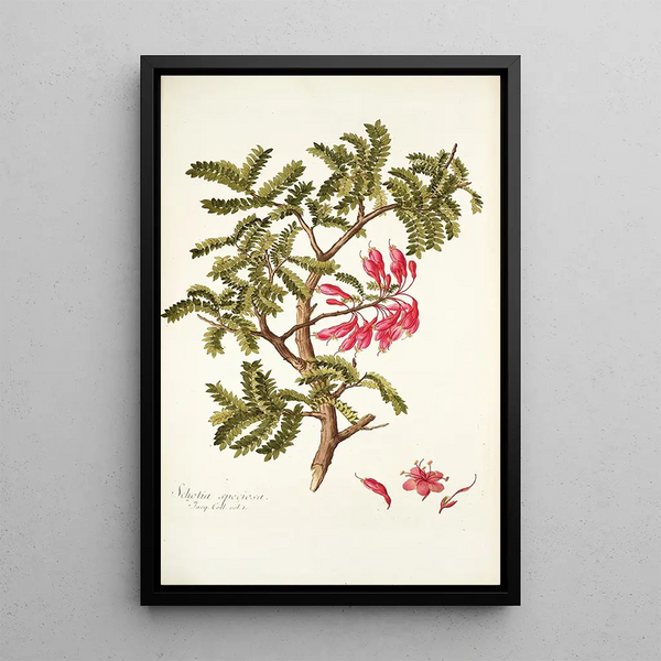 Schotia speciosa - Nikolaus Joseph Freiherr von Jacquin — quadro incorniciato alla parete